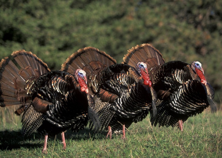 New Turkey Season Dates In Oklahoma